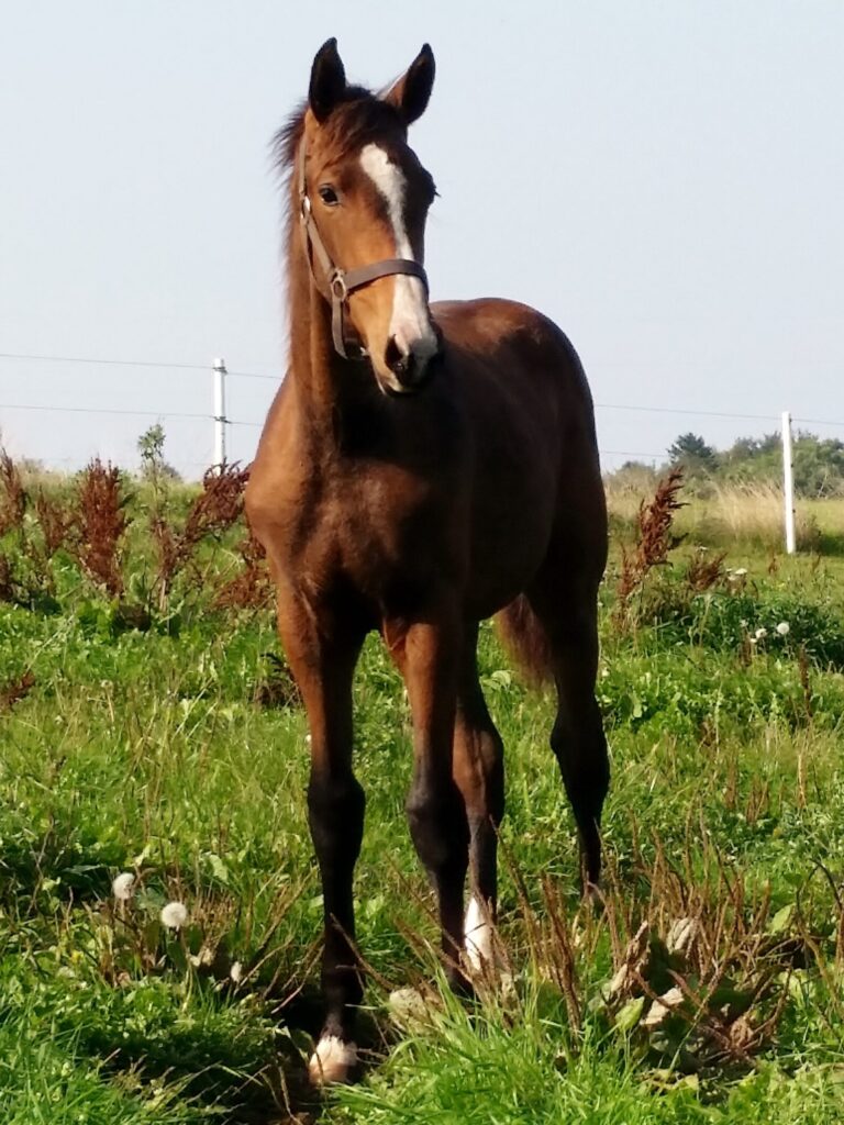 ZACKI FØL HEST